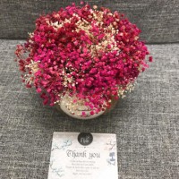Chậu Baby Star ướp hồng trắng xanh